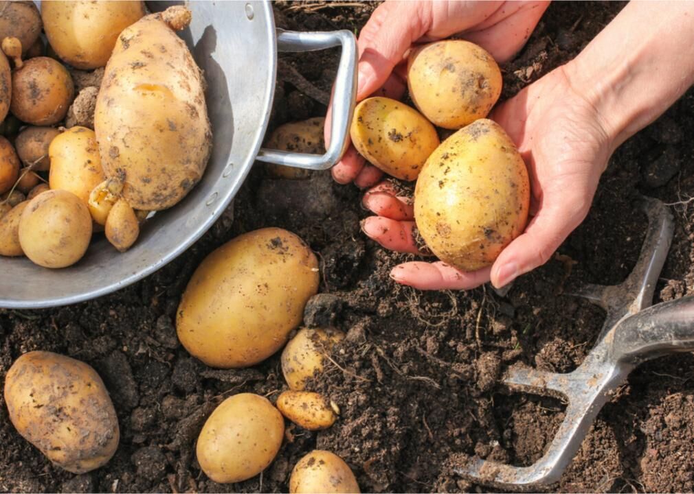 Urban gardens help reduce food insecurity